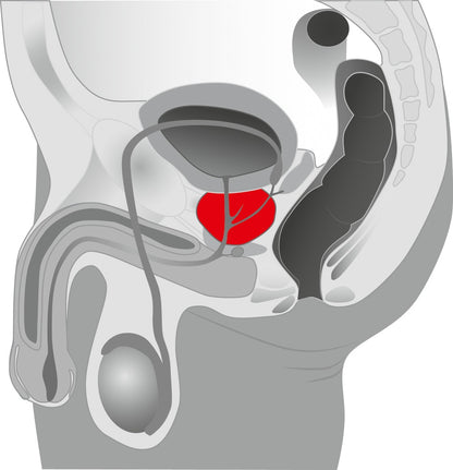 Grafische Darstellung der P-Punkt Stimulation mit Prostate Massager